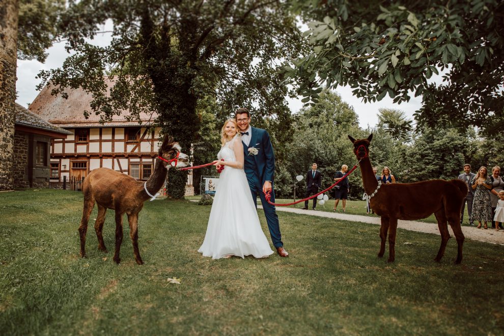 Hochzeitsfotograf Frankfurt, Alpakas Hochzeit mieten