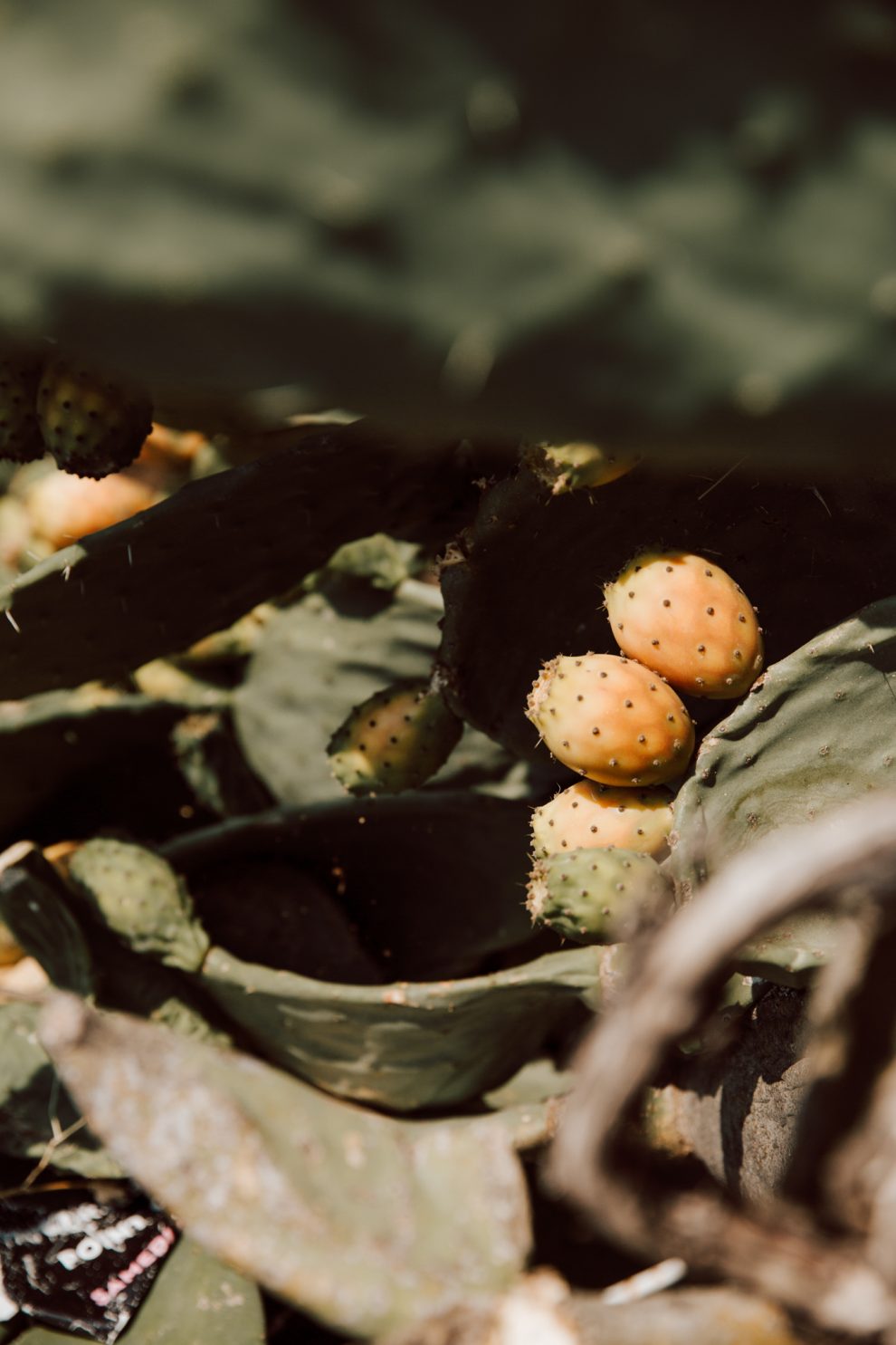 Urlaub auf Korsika, Gebirge im Mittelmeer, Reisefotos