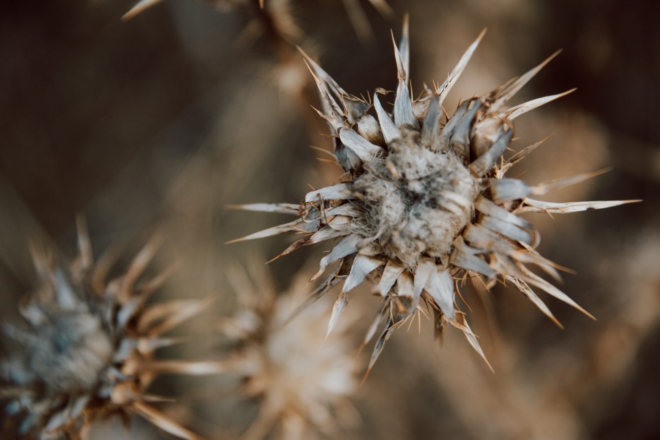 Urlaub auf Korsika, Gebirge im Mittelmeer, Reisefotos