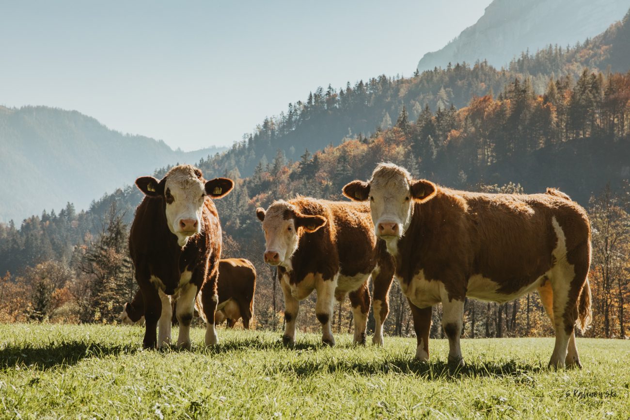 Urlaub in Deutschland, Bayerische Alpen, Alpen, Wandern, Bergpanorama